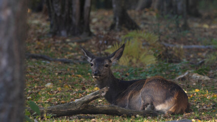 Portrait of red deer (cervus elaphus) in autumn october