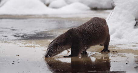 Eurasian otter (Lutra lutra), also known as the European otter, Eurasian river otter playing near pond in winter time