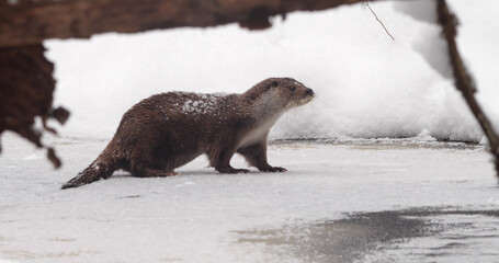Eurasian otter (Lutra lutra), also known as the European otter, Eurasian river otter playing near...
