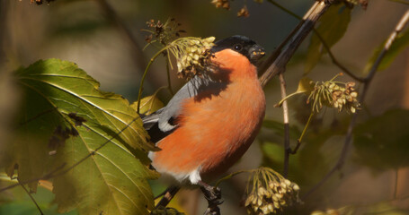 Eurasian bullfinch, common bullfinch (Pyrrhula pyrrhula) portrait feeding on the branch