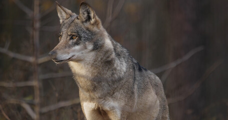 Wolf in the forest with winter background