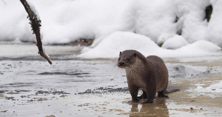 Eurasian otter (Lutra lutra), also known as the European otter, Eurasian river otter playing near...