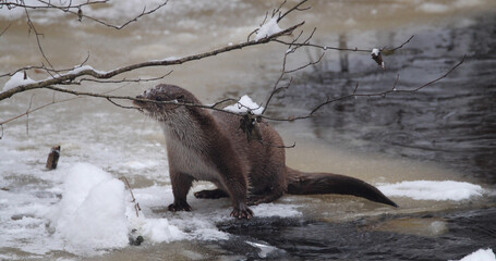 Eurasian otter (Lutra lutra), also known as the European otter, Eurasian river otter playing near...
