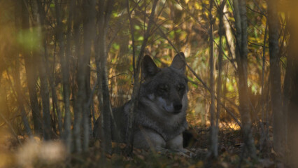 Fototapeta na wymiar Wolf in the wood with autumn background