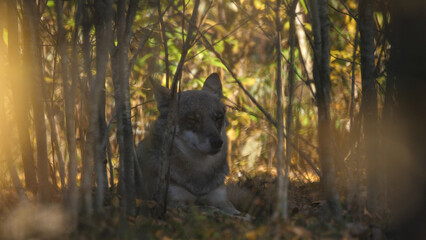 Wolf in the wood with autumn background