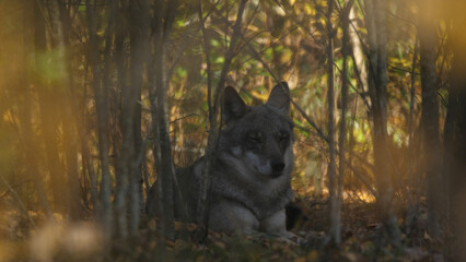 Wolf in the wood with autumn background