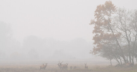 A group of red deer (Cervus elaphus) standing far away from the photographer in an autumn landscape in the morning in the fog
