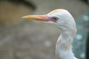 Gros plan d’un oiseau au Kuala Lumpur Bird Park, Malaisie