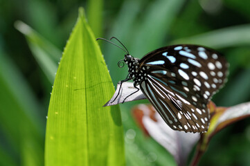 Papillon (Tirumala septentrionis) au Butterfly Park de Kuala Lumpur, Malaisie