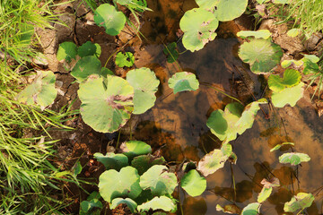 Nelumbo nucifera leaf in the swamp aerial top view background.