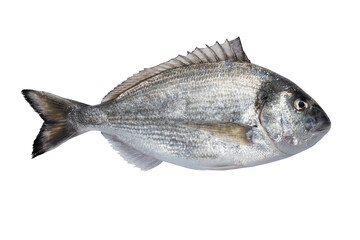 Fresh raw sea bream isolated on a white background.