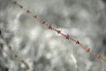snow covered tree dispute, sharp, barb, steel, barrier, detail, red, diagonal, defense, iron, caught, captivity, liberty, human rights, hope, ban, line, barricade, keep away, stinger, aged, symbol