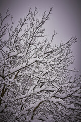Harsh winter in the frame. Snowy walnut tree.