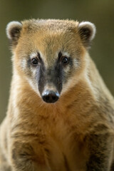 South American raccoon portrait in closeup