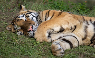 a tiger sleeping on grass