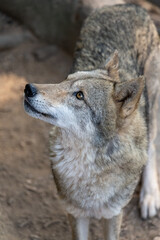gray wolf profile, high angle view