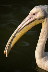 portrait of a pelican on water wave background