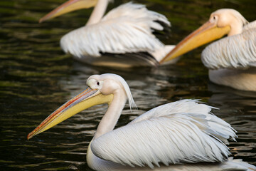 flock of great pelicans in the water