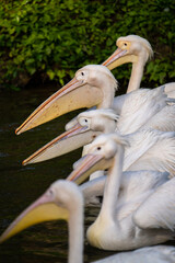 flock of great pelicans in the water