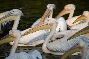 flock of great pelicans in the water