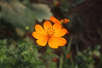 Flower in the garden