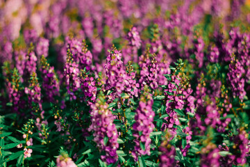 Pink bell heather plant close up and blur foreground detail of blossom on 
Haworth Moor