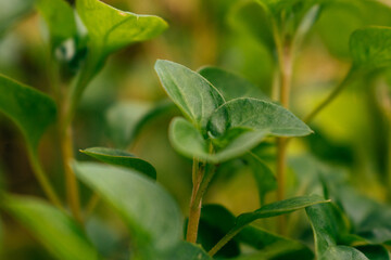Fototapeta na wymiar Yellowish green leaves in the morning, jasmine leaves.