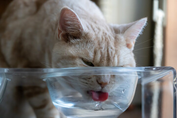 猫水飲み