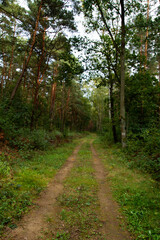 Fototapeta na wymiar road in the forest going into the distance
