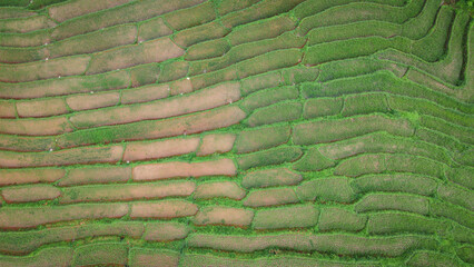 Top view of Rice field terraced