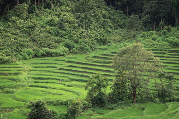 Fototapeta na wymiar Greeny rice field terraced