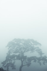 Big tree in the mist