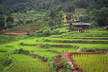 Rice field terraced behind the mountain. The house for tourist to rest and enjoy there in Chiang mai, Thailand.