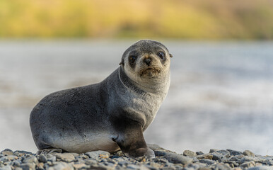 Junger Antarktischer Seebär , antarktisches Pelzrobben - Baby (Arctocephalus gazella) in Südgeorgien in ihrer natürlichen Umgebung	
