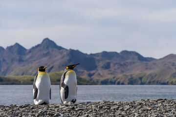 Fototapeta premium Nordküste Südgeorgiens - Blick vom Strand der Whistle Cove in der Fortuna Bay - einer der malerischsten Orte Südgeorgiens, Fortuna Bay, ist auch ein beliebter Königspinguin Pinguin-Treffpunkt