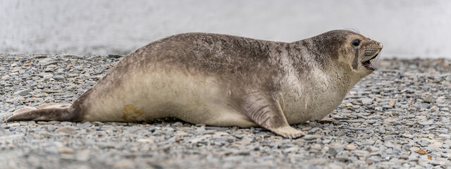 Obraz premium antarktischer Seebär / antarktische Pelzrobbe (Arctocephalus gazella) liegt in Südgeorgien in ihrer natürlichen Umgebung auf den Steinen am Ufer auf dem Bauch
