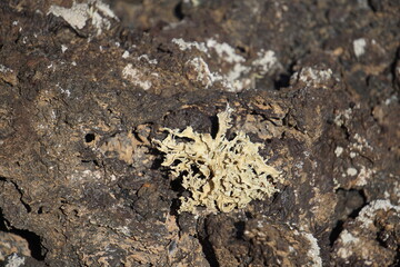 Different shapes of volcanic lava which solidified on Lanzarote Island 200 years ago, rocks, lava, photographed in November 2022, lava chimney, lava tunnel