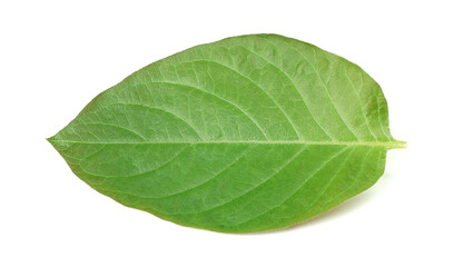 Fototapeta na wymiar From age leaves (Paederia)