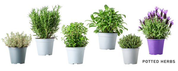Fresh garden herbs in pot set. PNG with transparent background. Without shadow.