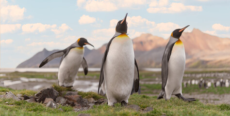 Fototapeta na wymiar Nordküste Südgeorgiens - Blick vom Strand der Whistle Cove in der Fortuna Bay - einer der malerischsten Orte Südgeorgiens, Fortuna Bay, ist auch ein beliebter Königspinguin Pinguin-Treffpunkt