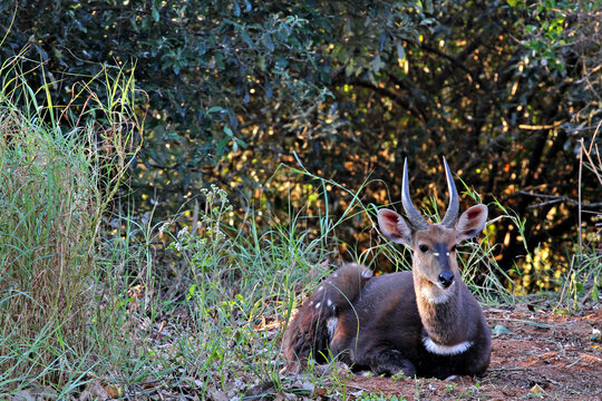 A young male bushbuck relaxing on a grassy savanna.