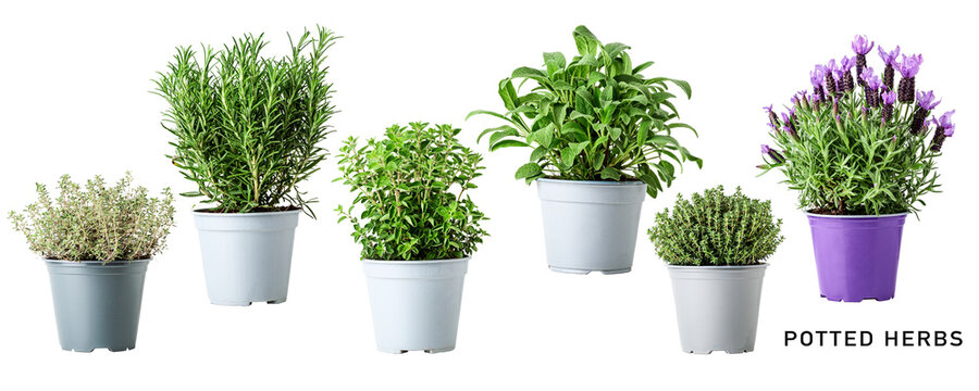 Fresh garden herbs in pot set. PNG with transparent background. Without shadow.