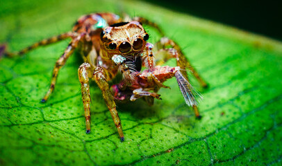 jumping spider on a leaf with a prey