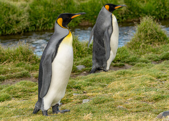 Nordküste Südgeorgiens - Blick vom Strand der Whistle Cove in der Fortuna Bay - einer der malerischsten Orte Südgeorgiens, Fortuna Bay, ist auch ein beliebter Königspinguin Pinguin-Treffpunkt