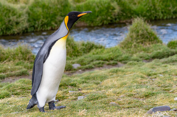 Nordküste Südgeorgiens - Blick vom Strand der Whistle Cove in der Fortuna Bay - einer der malerischsten Orte Südgeorgiens, Fortuna Bay, ist auch ein beliebter Königspinguin Pinguin-Treffpunkt