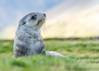 Junger Antarktischer Seebär , antarktisches Pelzrobben - Baby (Arctocephalus gazella) in Südgeorgien in ihrer natürlichen Umgebung	
