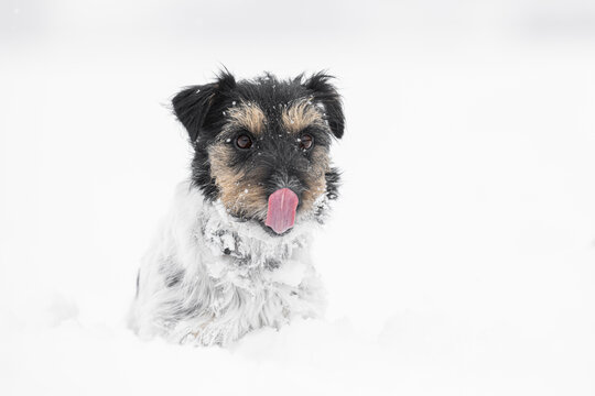 In the season winter small rough haired tricolor Jack Russell Terrier dog has fun in snow and sticking out tongue