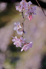 春爛漫満開
