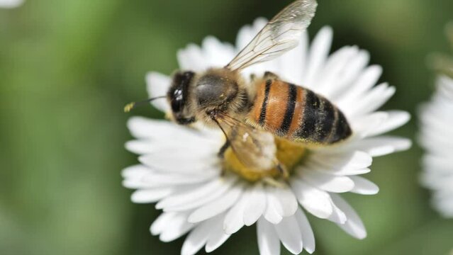 bee on a daisy flower macro close up shot spring sunny day