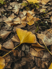 autumn leaves on the ground